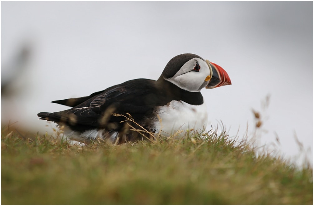 Papageitaucher bei Kap Dyrholaey, im Süden Islands