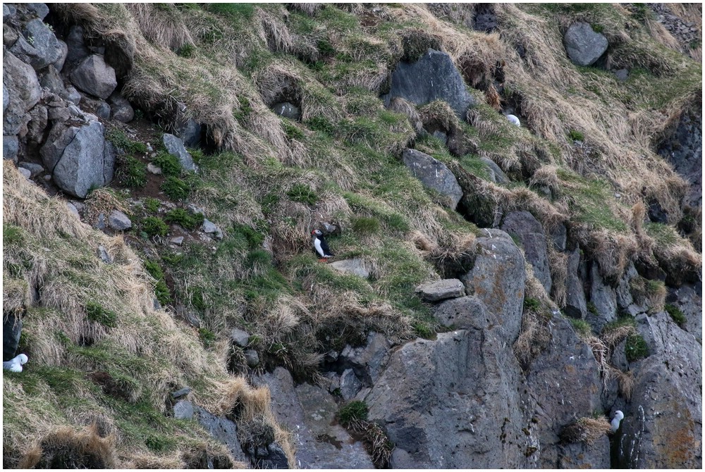 Puffin in den Klippen