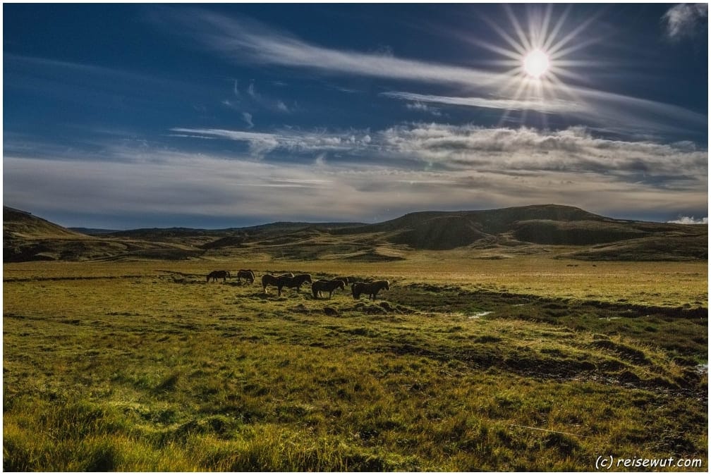 Islandpferde auf der Halbinsel Reykjanesbaer