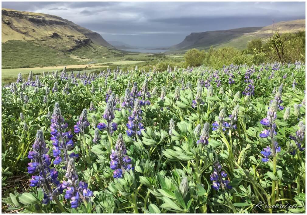 Jede Menge Lupinen auf dem Glymur Trail