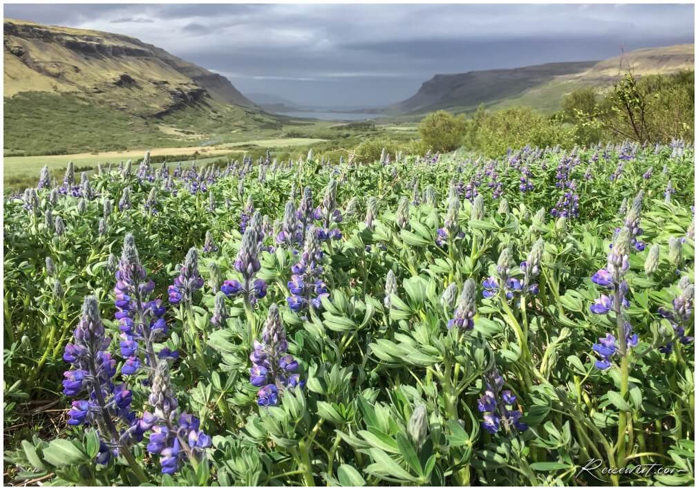 Blick zurück ins Tal vom Glymur Trail, jede Menge Lupinen säumen den Weg