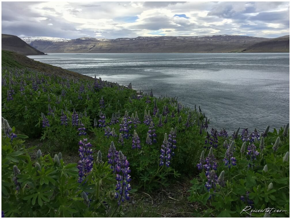 Eindrücke von unserer Fahrt in die Westfjorde