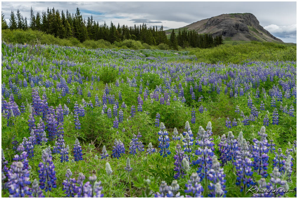 Lupinen am Wegesrand