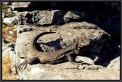 Leguan in Xcaret