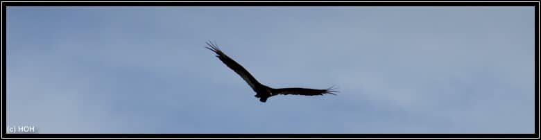 Der zaghafte Versuch, einen Adler in der Luft zu knipsen