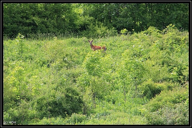 Wildlife im Chimney Bluffs State Park