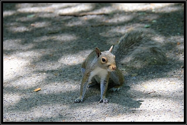 Squirrell