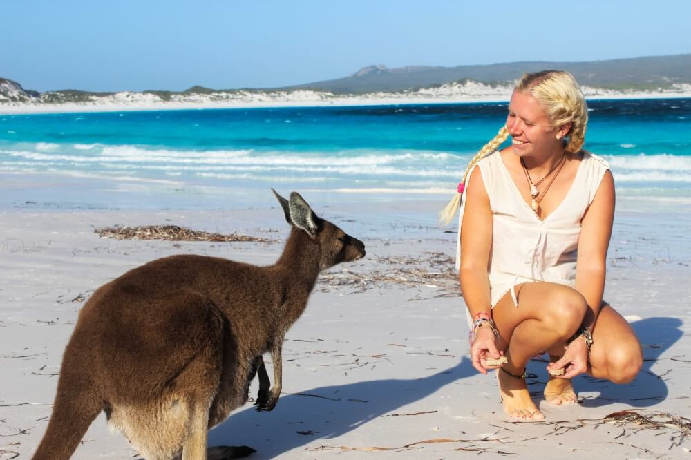 Känguru am Strand in Lucky Bay, Australien