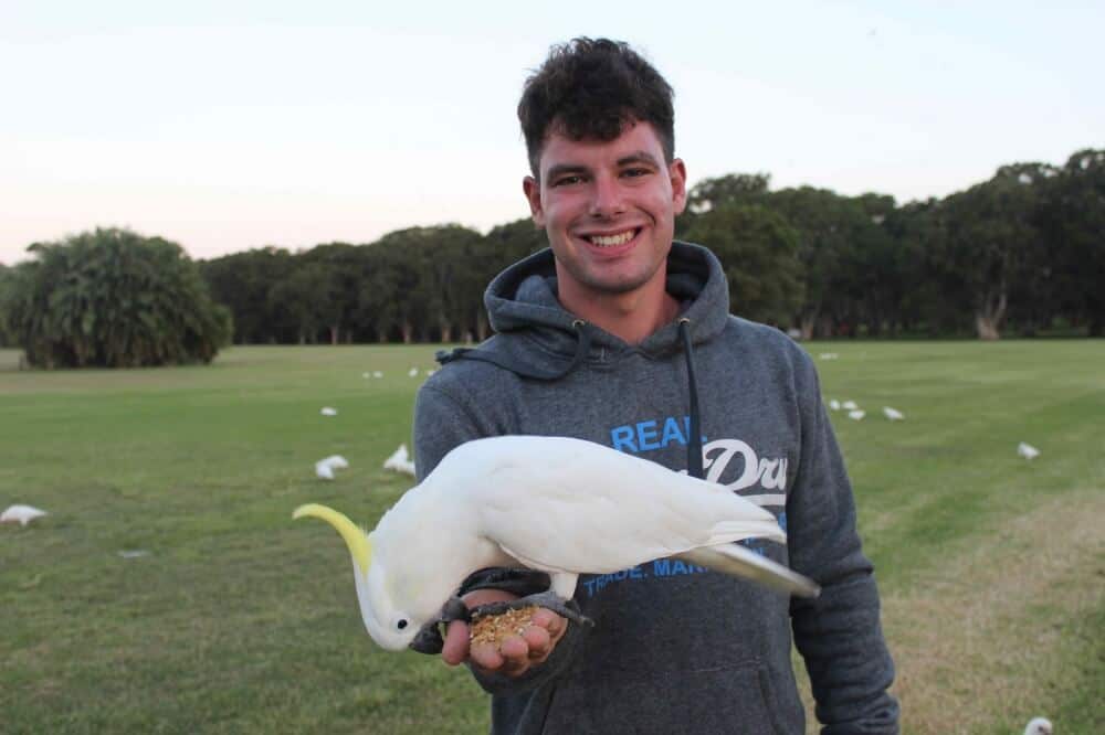 Kakadus in Sydney, Australien, welche gerne mal in den Finger beißen
