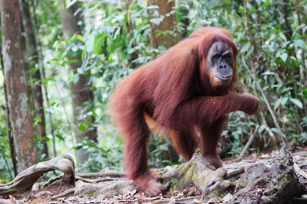 Orang-Utans im Regenwald auf Sumatra, Indonesien