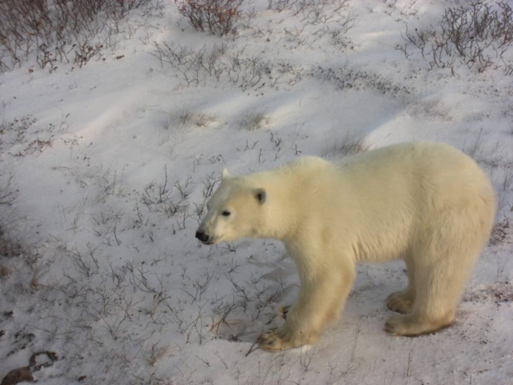 Churchill ist die Eisbären-Hauptstadt der Welt und liegt an der Hudson-Bay. Im Winter hast du ziemlich 100prozentige Garantie, einen der Burschen zu treffen.