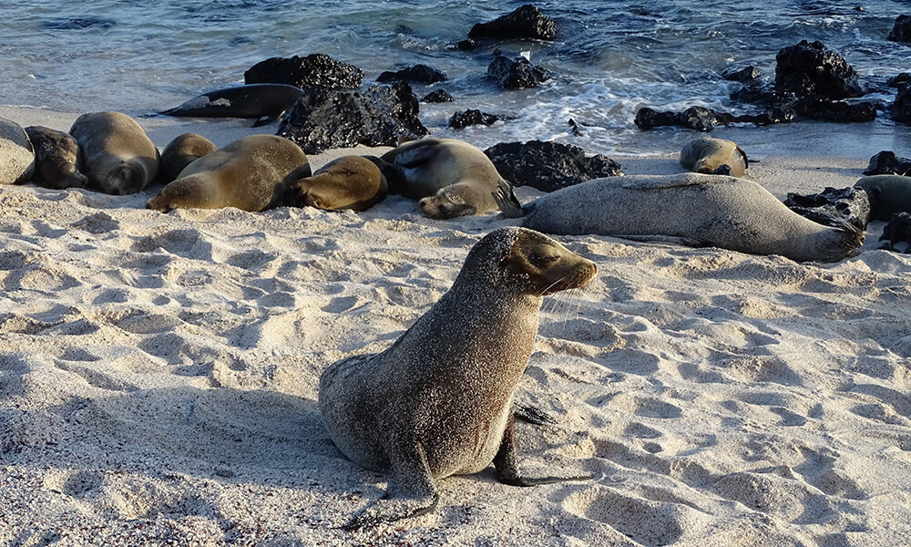 Auf meiner diesjährigen großen Tour durfte ich die Galapagos-Inseln bereisen. Von den vielen Tieren, die wir hier gesehen haben, gehören die Seelöwen zu den fotogensten.