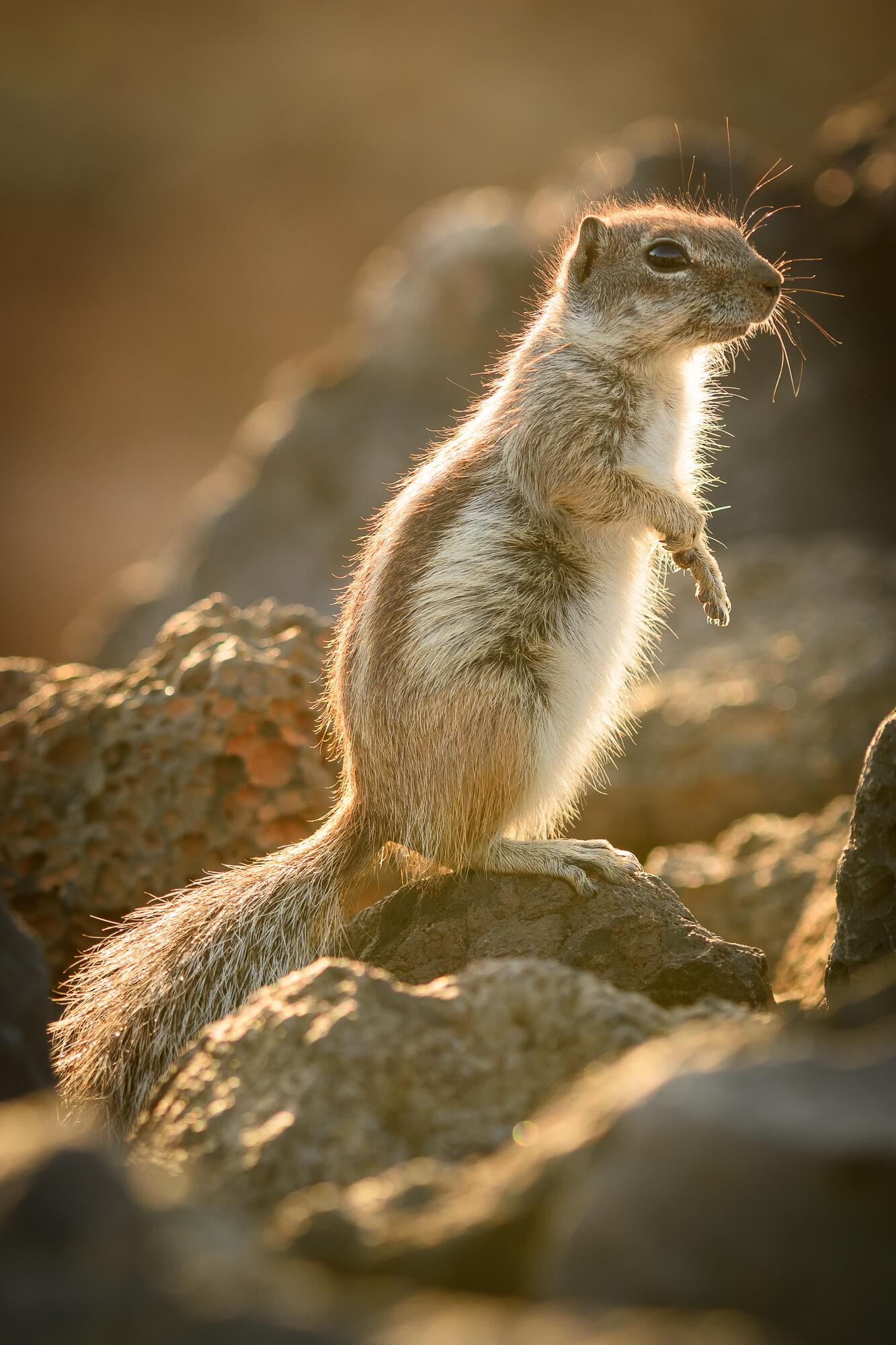  Fuerteventura - Wir liiieben die knuffigen Atlashörnchen