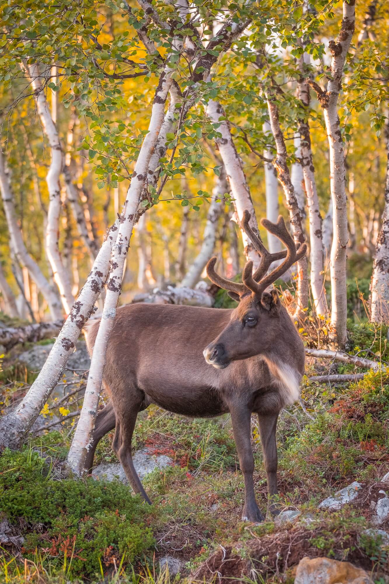  Finnland - Die Rentiere in den bunten Herbstwäldern hatten etwas Märchenhaftes