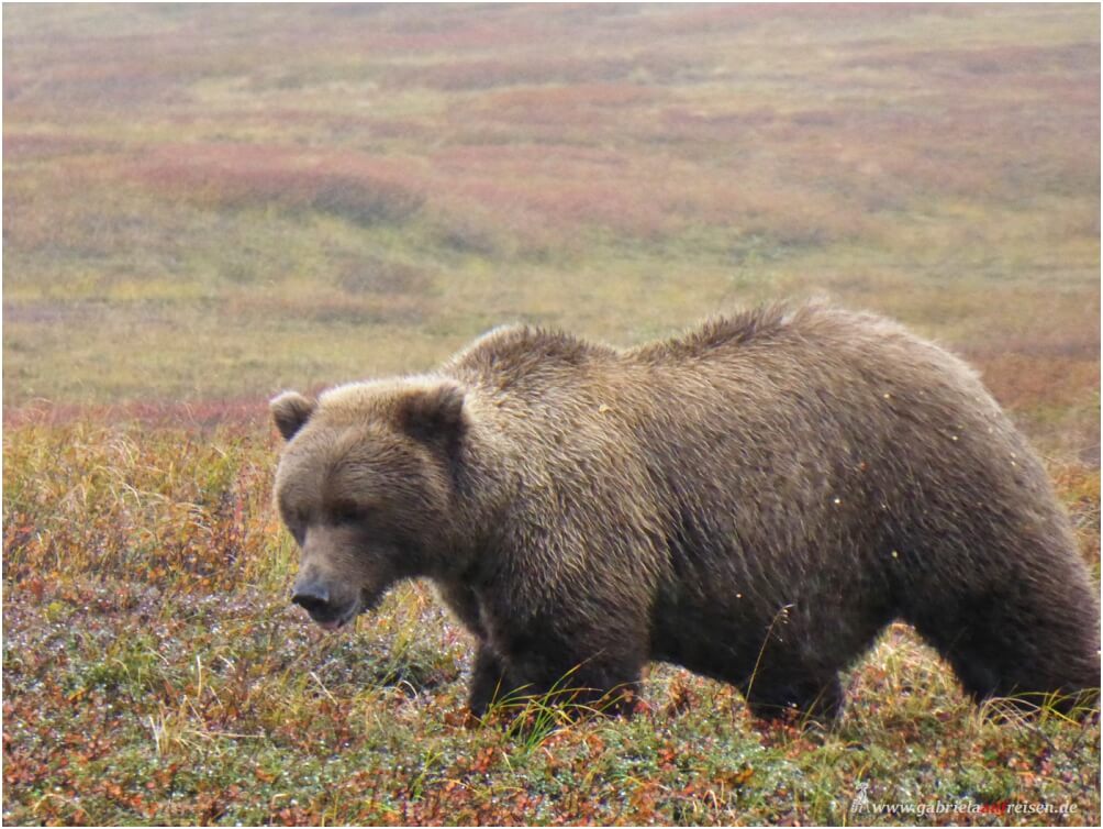 Bär im Denali Nationalpark in Alaska