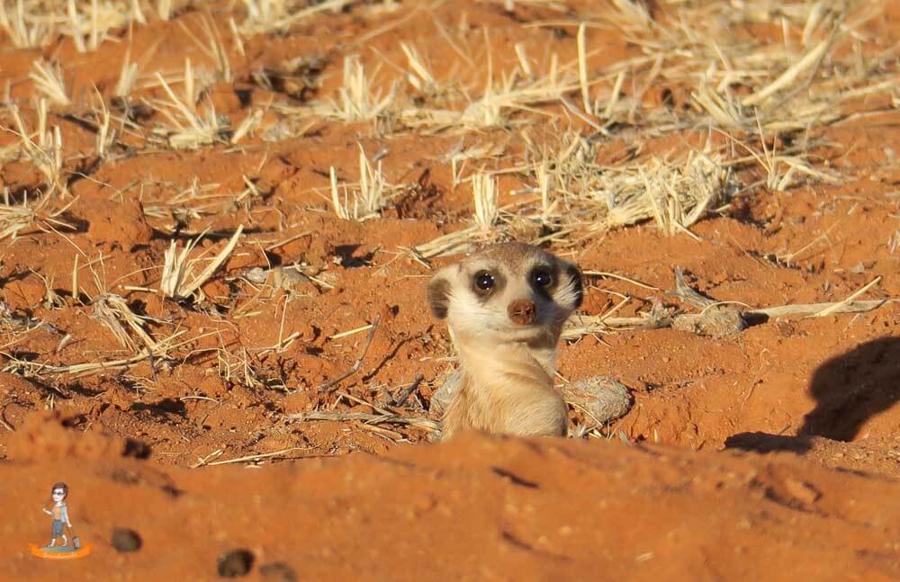 Neugieriges Erdmännchen in Namibia