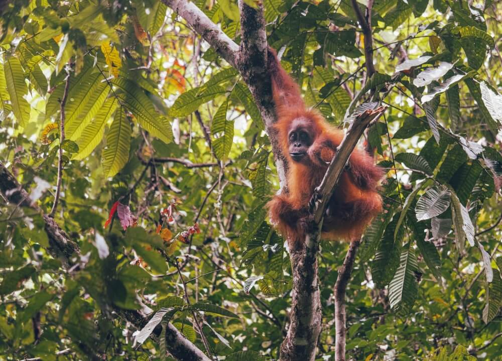 Auf Sumatra waren wir auf Augenhöhe mit zwei Orang-Utans