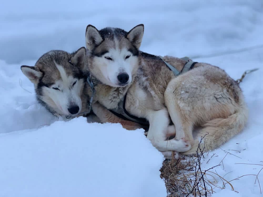 kuscheln