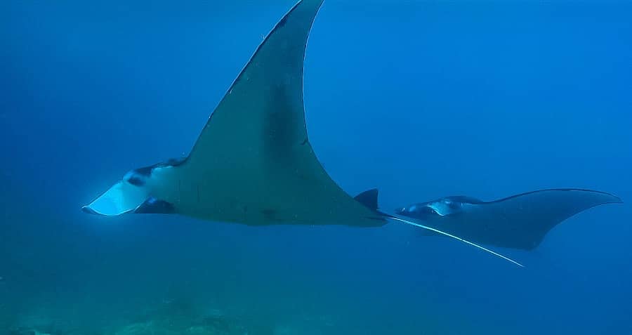 Manta Rochen