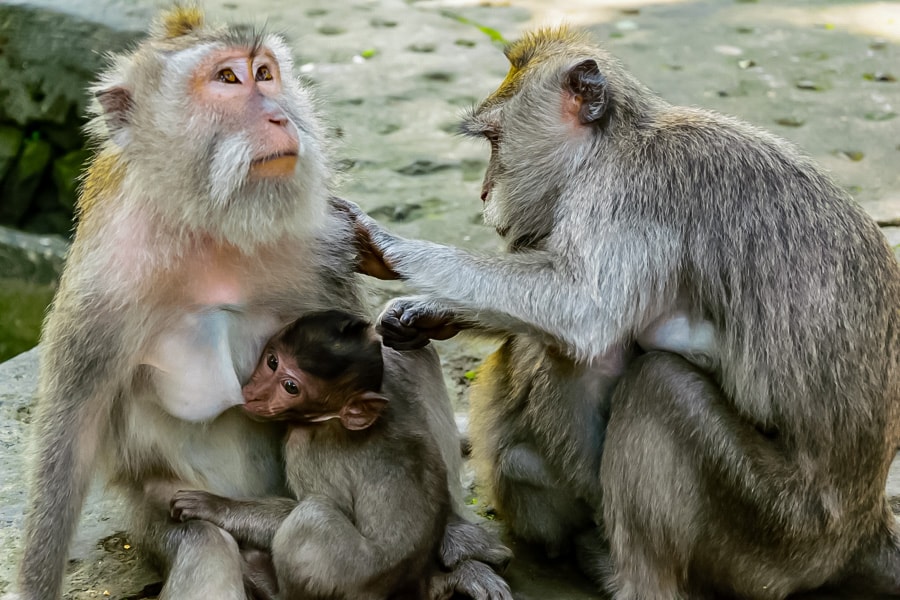 Monkey Forest
