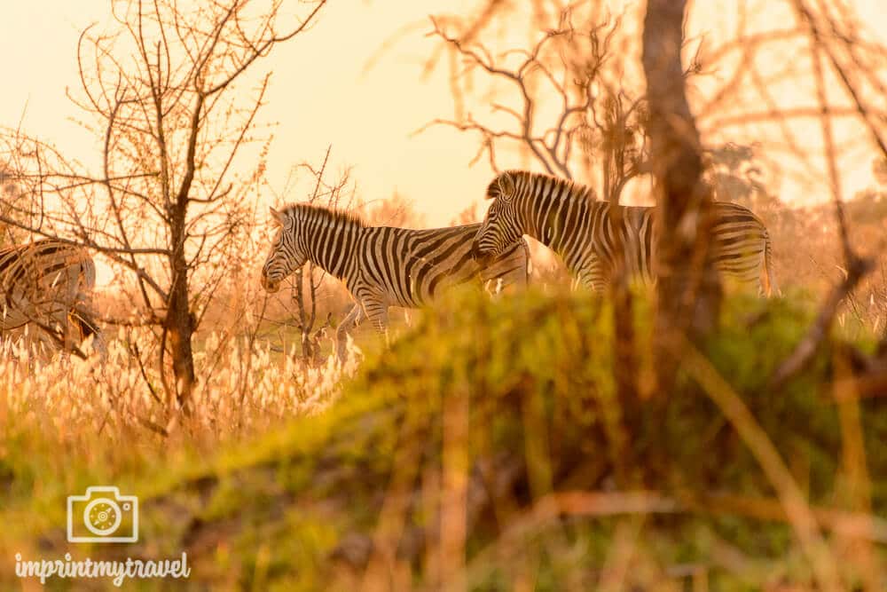 Zebras im Okavango Delta, Botswana, September 2016. Einzigartige Lichtstimmung bei meiner Safari zu Fuß!
