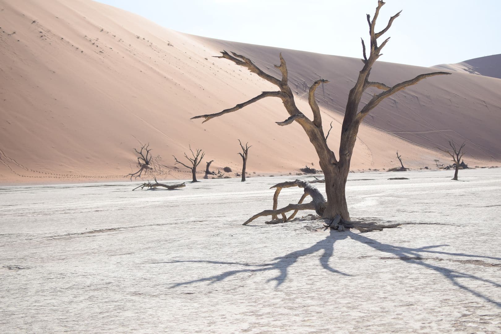 In Namibia hat uns die weite Landschaft und die Tierwelt sehr fasziniert. Die toten Bäume im Dead Vlei,