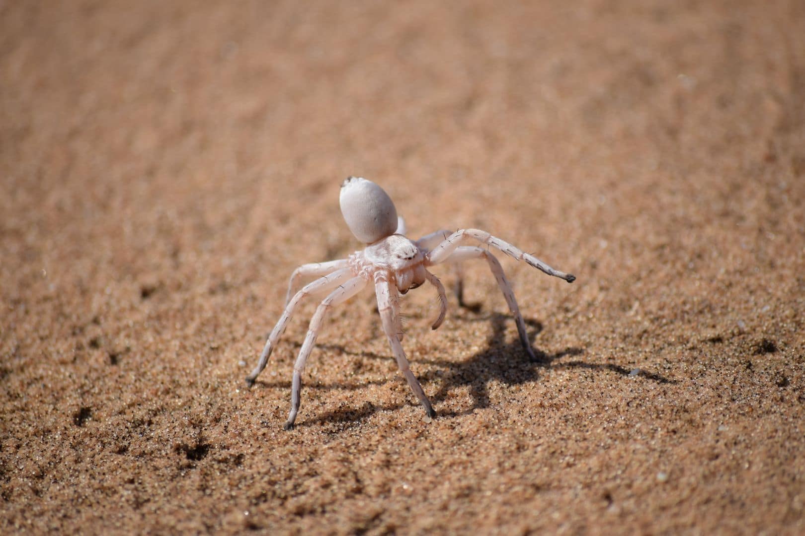 Tiere, vor denen ich normaler Weise das Weite suche sind Spinnen. Hier hatten wir die Gelegenheit die White Dancing Lady zu sehen. Zu meiner Angst hat sich jetzt wenigstens auch ein bisschen Respekt, Neugierde und Faszination für diese Tiere gesellt.