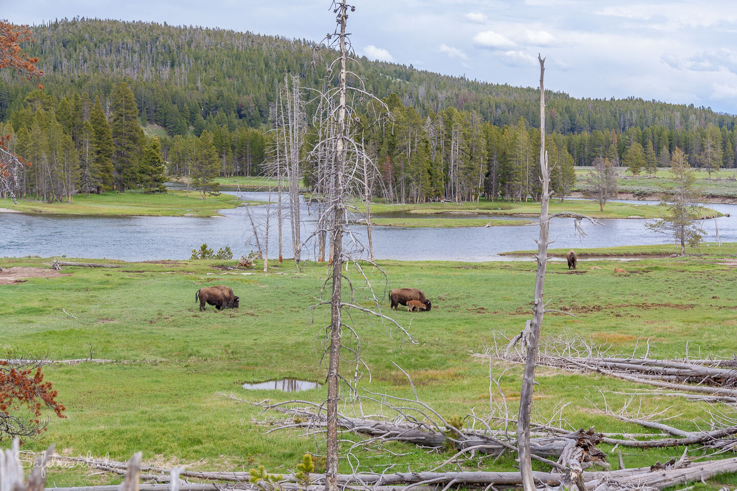 Bisons im Yellowstone NP