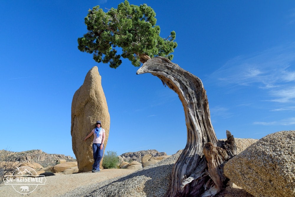 Joshua-Tree-Nationalpark USA.