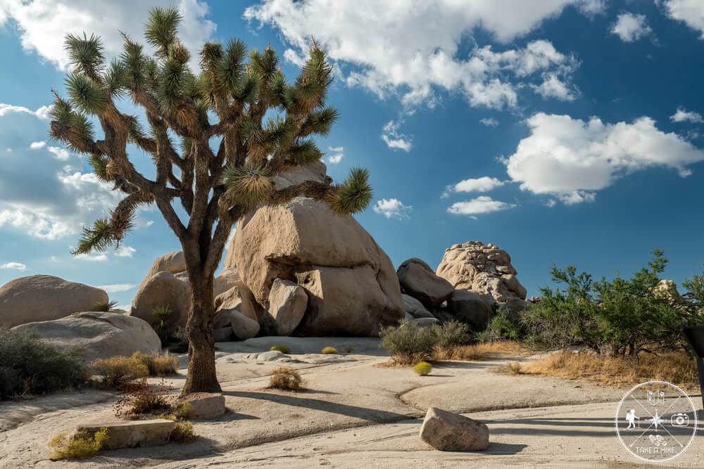 Das Foto was für MICH persönlich den Joshua Tree NP am besten beschreibt. Einfach wunderschön.