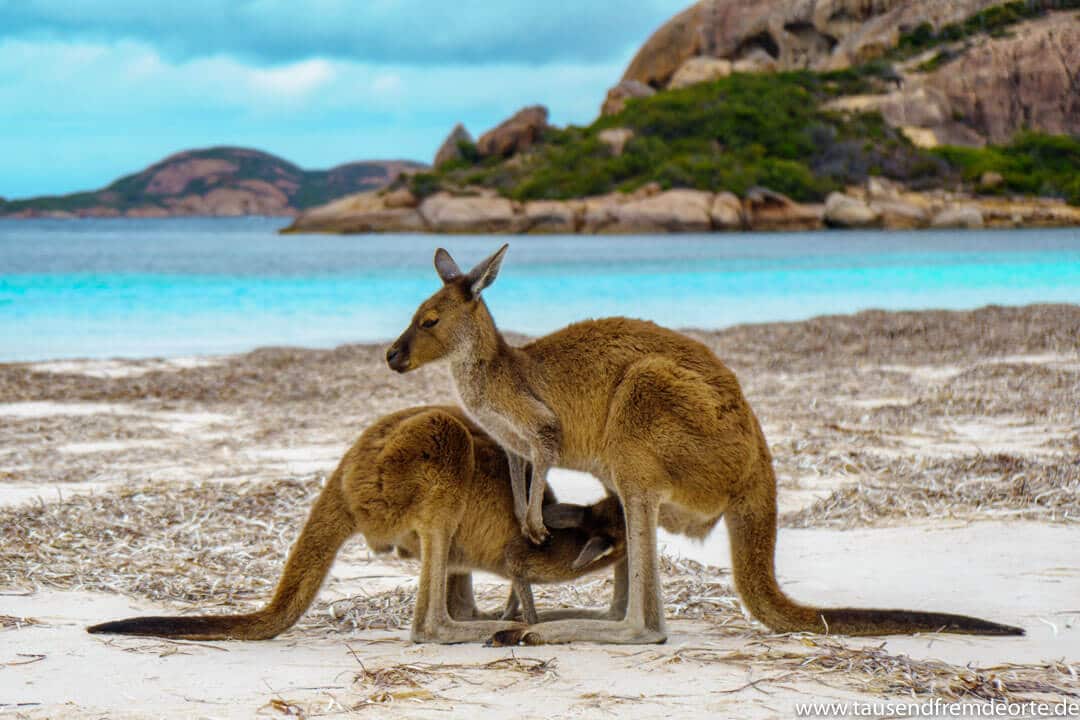 Kängurus am Strand im Cape Le Grand Nationalpark in Westaustralien. Kängurus am Strand sind schon eine kleine Besonderheit. Wenn dieser dann auch noch so schön ist wie hier in Westaustralien, dann ist es umso schöner.