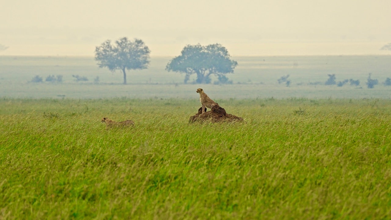 Serengeti