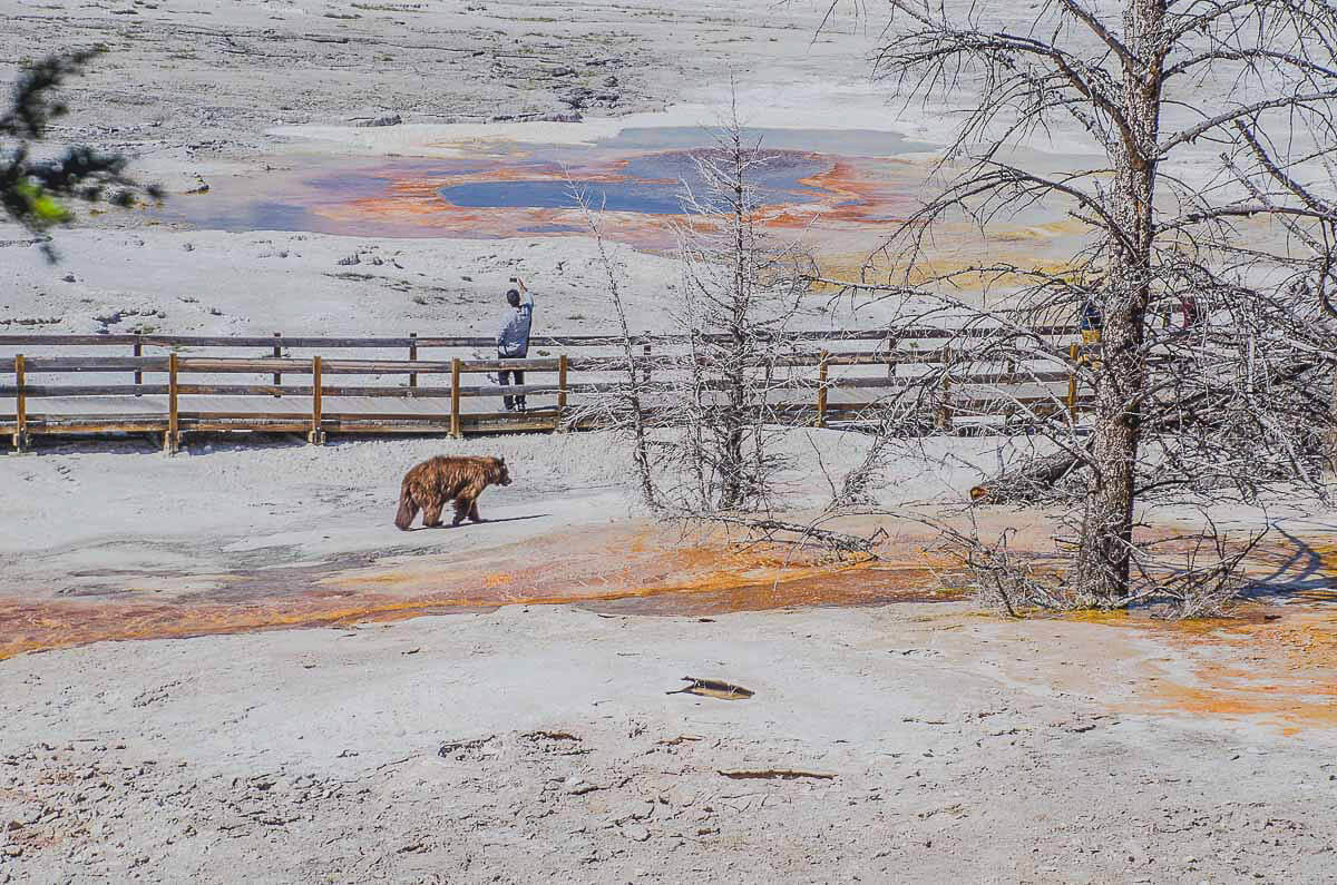 Mein Lieblingsbild aus dem Yellowstone Nationalpark - ein absoluter Zufallstreffer