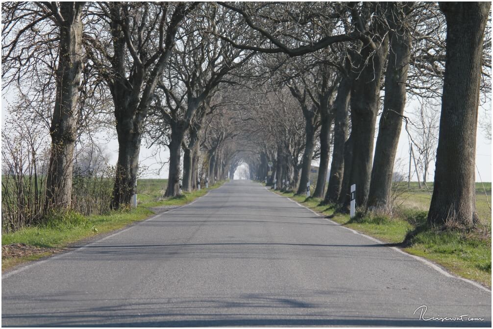 Alleestraße auf Rügen