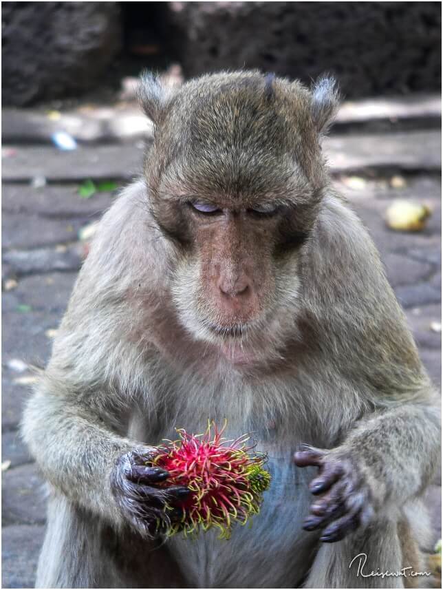 Affe in Lopburi