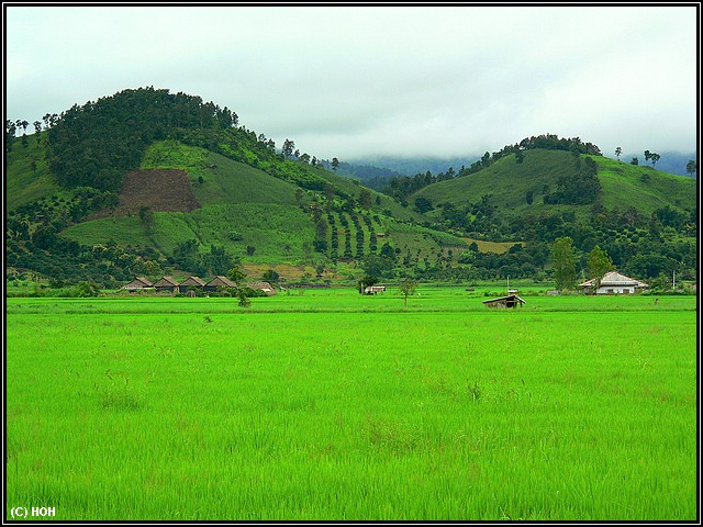 Reisfeld Reisfeld
