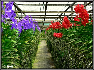 Orchideenfarm