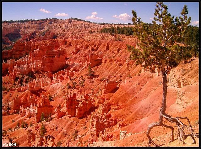Fotogener, toter Baum am Rim des Bryce Canyon