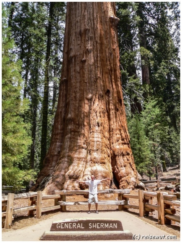 Der General Sherman Tree ist einfach nur unfassbar