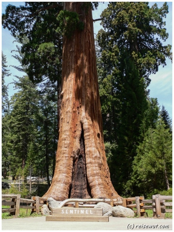 Der mächtige Sentinel lässt erahnen, was einen hier im Sequoia National Park erwartet