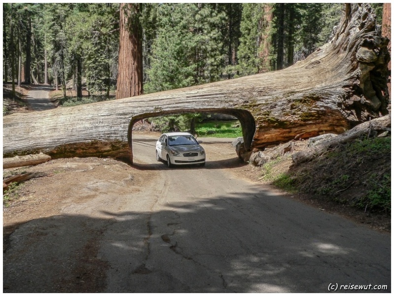 Tunnel Log ... ein Baum SO groß, dass man mit dem Auto durchfahren kann