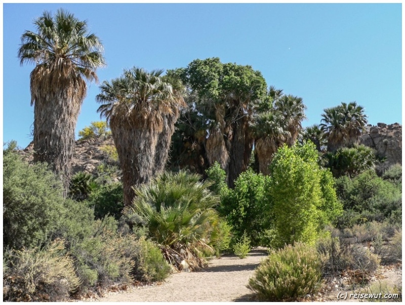 Cottonwood Spring im Süden des Joshua Tree National Parks