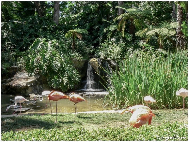 Flamingos im Los Angeles Zoo