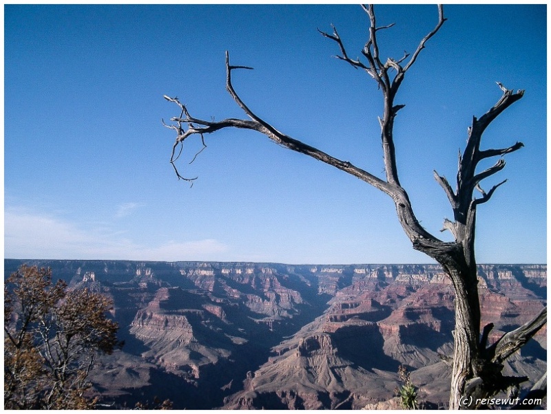 Grand Canyon ... und ein toter Baum
