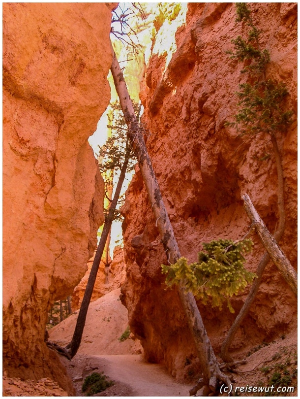 Auf dem Navajo Loop Trail