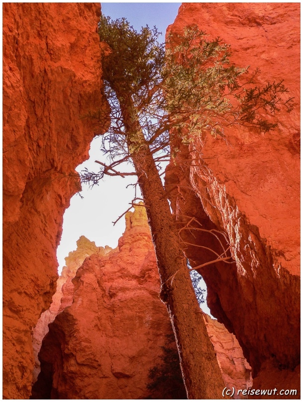 Auf dem Navajo Loop Trail