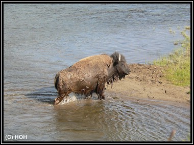 Ein Bison kommt gemächlich aus dem Wasser