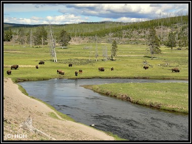 Bisonherde am Fountain Flat Drive