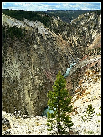 Blick in den Grand Canyon of the Yellowstone