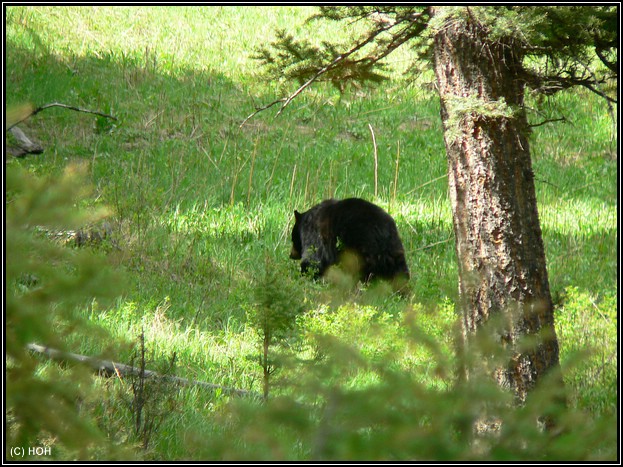 Schwarzbär im Yellowstone